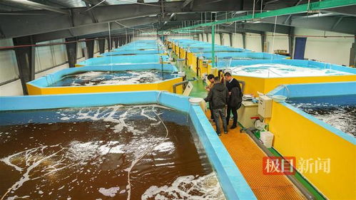 武漢內陸研發海水養殖技術，2毫米對蝦苗兩月游上市民餐桌