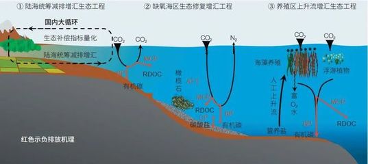 海洋負排放技術 焦念志院士領航，以海水養殖創新助力國家碳中和目標